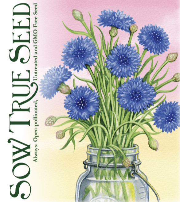 Bachelor Button Seeds - Tall Blue - Sow True Seed