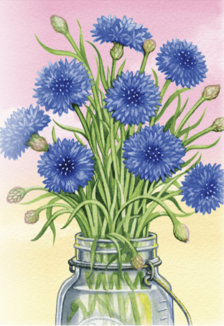 Flower Seeds Bachelor Button, Tall Blue Sow True Seed Asheville