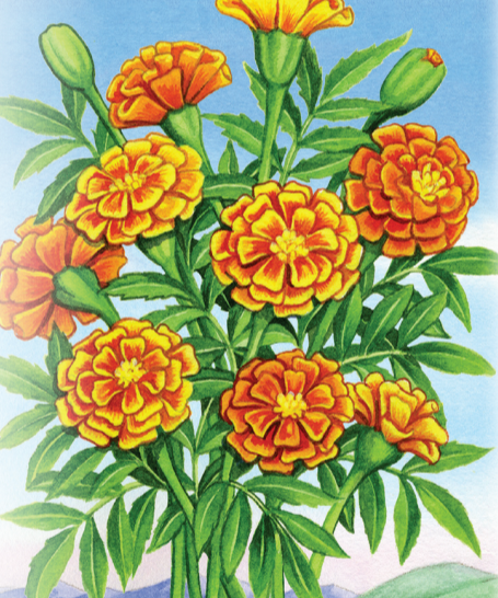 Marigold Seeds - Crackerjack - Sow True Seed