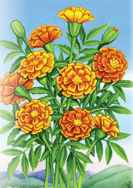 Marigold Seeds - Crackerjack - Sow True Seed