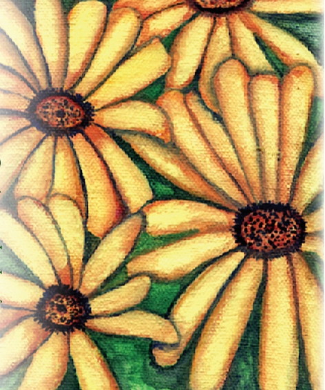 Daisy Seeds - African Flake - Sow True Seed