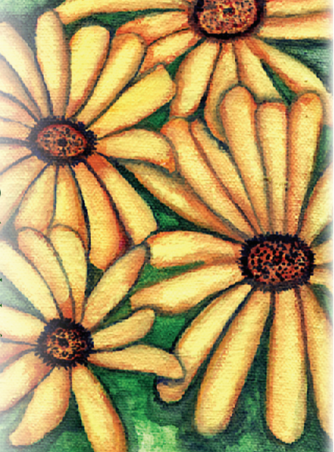 Daisy Seeds - African Flake - Sow True Seed