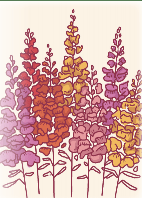 Snapdragon Seeds - Tetra Mix - Sow True Seed