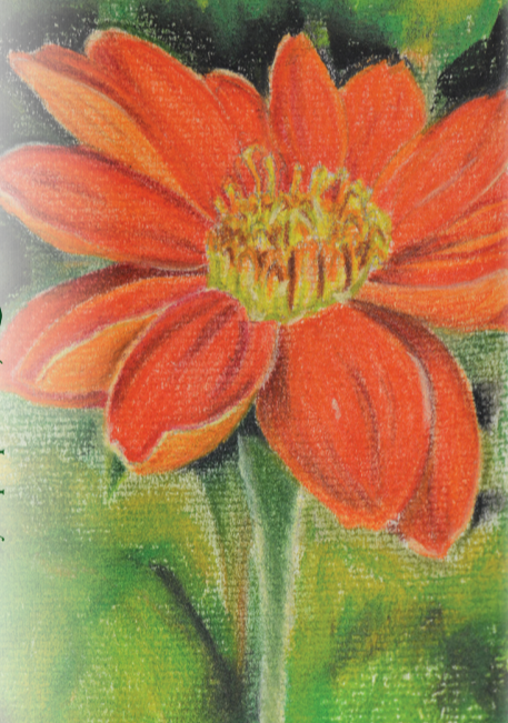 Tithonia Seeds - Mexican Sunflower - Sow True Seed