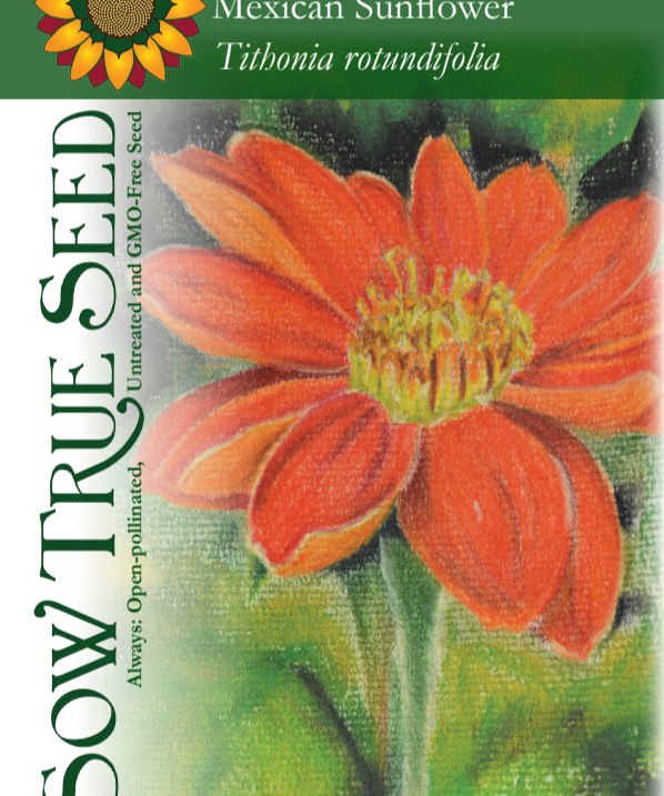 Tithonia Seeds - Mexican Sunflower - Sow True Seed
