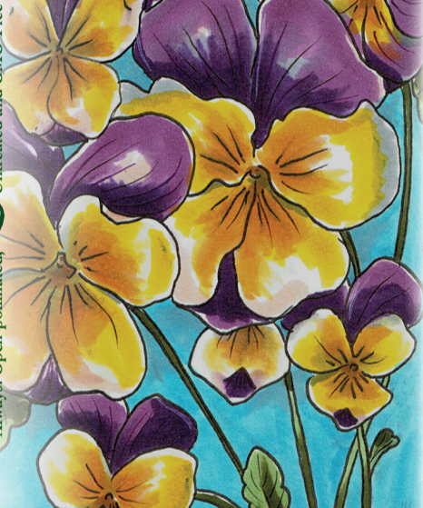 Viola Seeds - Johnny Jump-up - Sow True Seed