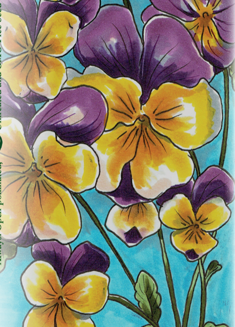 Viola Seeds - Johnny Jump-up - Sow True Seed