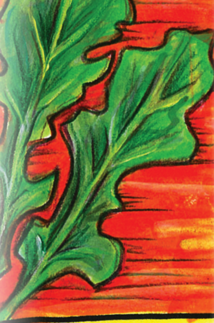 Arugula Seeds - Arugula, ORGANIC - Sow True Seed