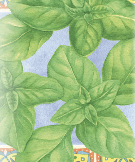 Basil Seeds - Genovese, ORGANIC - Sow True Seed