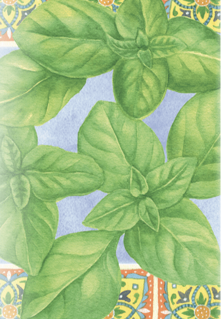 Basil Seeds - Genovese, ORGANIC - Sow True Seed