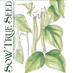 Bush Bean Seeds - Maxibel Haricot Vert, ORGANIC - Sow True Seed