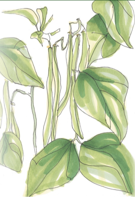 Bush Bean Seeds - Maxibel Haricot Vert, ORGANIC - Sow True Seed