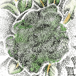 Broccoli Seeds - Di Ciccio, ORGANIC - Sow True Seed