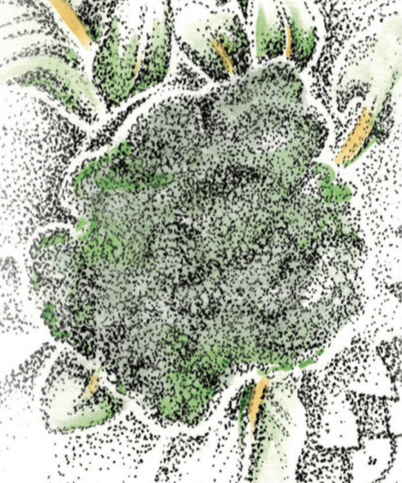 Broccoli Seeds - Di Ciccio, ORGANIC - Sow True Seed