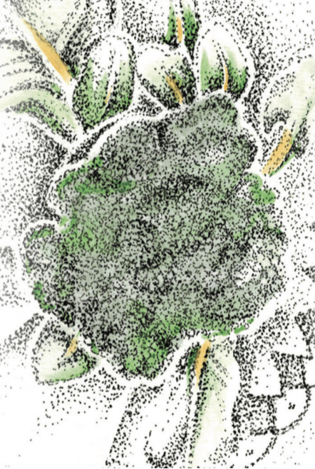 Broccoli Seeds - Di Ciccio, ORGANIC - Sow True Seed