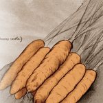 Carrot Seeds - Little Finger, ORGANIC - Sow True Seed