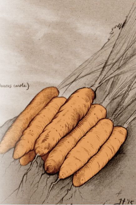 Carrot Seeds - Little Finger, ORGANIC - Sow True Seed