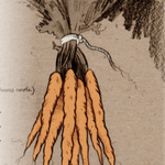 Carrot Seeds - Tendersweet, ORGANIC - Sow True Seed