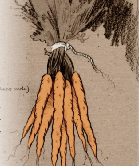 Carrot Seeds - Tendersweet, ORGANIC - Sow True Seed