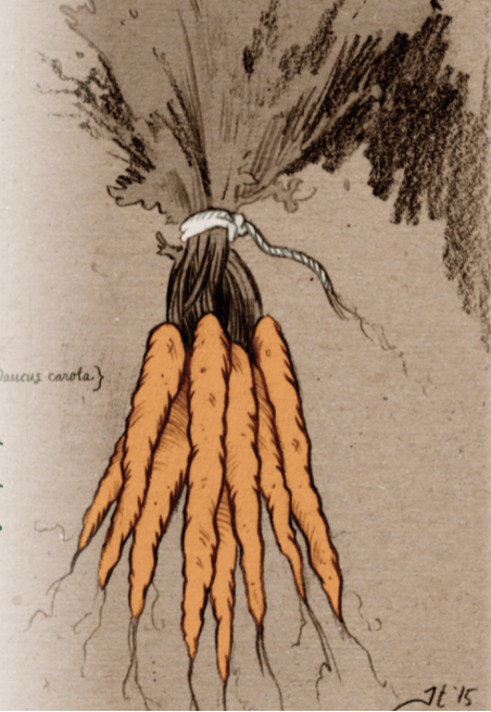 Carrot Seeds - Tendersweet, ORGANIC - Sow True Seed