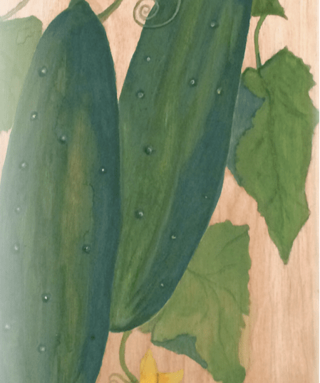 Slicing Cucumber Seeds - Marketmore 76, ORGANIC - Sow True Seed