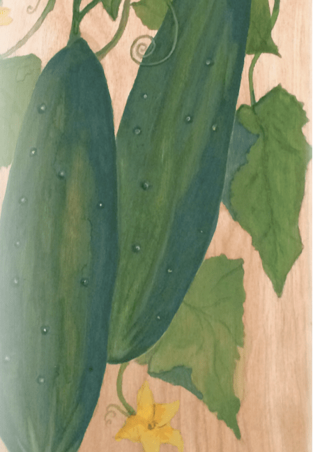 Slicing Cucumber Seeds - Marketmore 76, ORGANIC - Sow True Seed