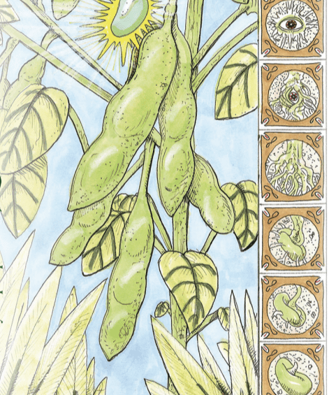 Soy Bean (Edamame) - Chiba Green, ORGANIC - Sow True Seed