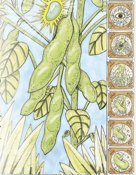 Soy Bean (Edamame) - Chiba Green, ORGANIC - Sow True Seed