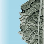 Kale Seeds - Lacinato, ORGANIC - Sow True Seed
