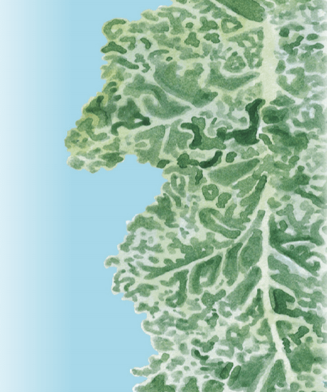 Kale Seeds - Vates, Dwarf Blue Curled Scotch - Sow True Seed