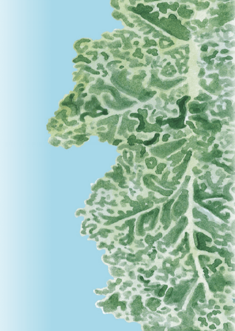 Kale Seeds - Vates, Dwarf Blue Curled Scotch - Sow True Seed