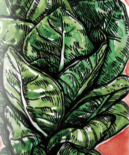 Lettuce Seeds - Jericho, ORGANIC - Sow True Seed