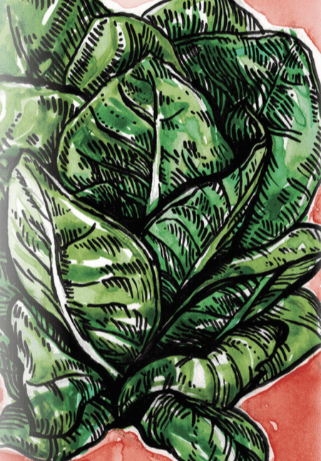 Lettuce Seeds - Jericho, ORGANIC - Sow True Seed