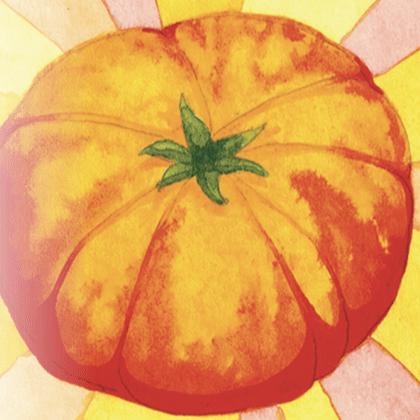 Slicing Tomato seeds Hillbilly ORGANIC Intermediate Sow True