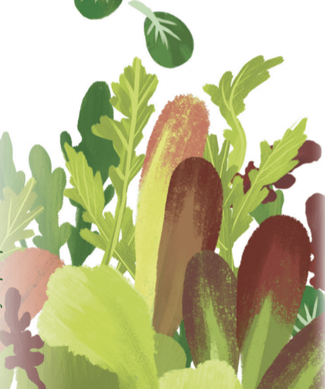 Lettuce Seeds - Herb Salad Mix, ORGANIC - Sow True Seed