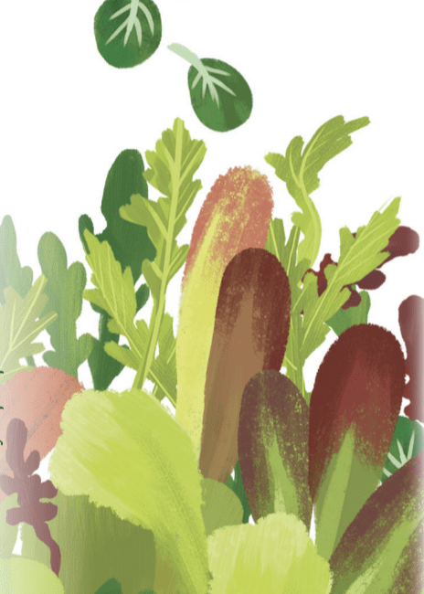 Lettuce Seeds - Herb Salad Mix, ORGANIC - Sow True Seed