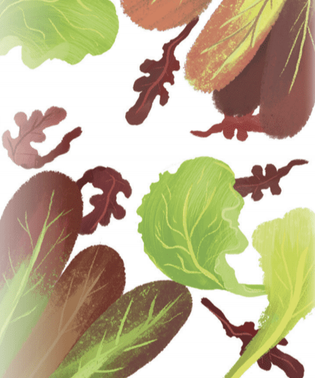 Lettuce Seeds - Lettuce Mix, ORGANIC - Sow True Seed