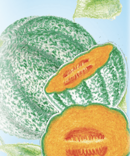 Melon Seeds - Hearts of Gold, ORGANIC - Sow True Seed