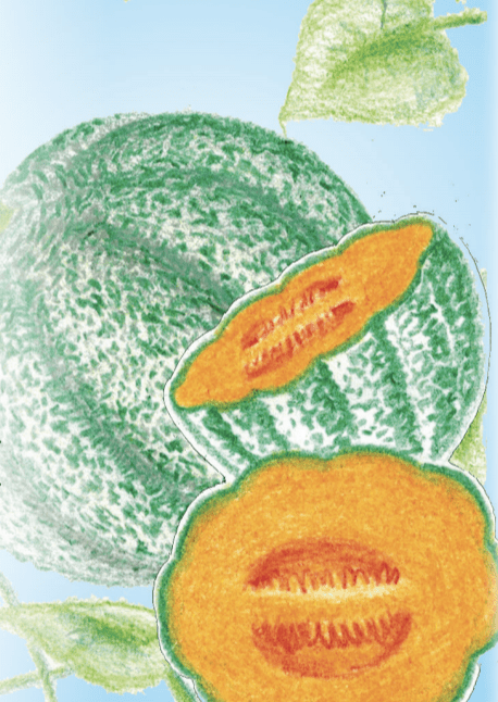 Melon Seeds - Hearts of Gold, ORGANIC - Sow True Seed