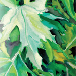 Asian Greens Seeds - Mizuna, ORGANIC - Sow True Seed