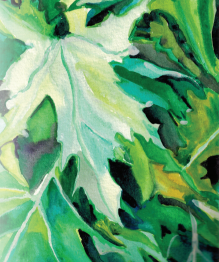 Asian Greens Seeds - Mizuna, ORGANIC - Sow True Seed
