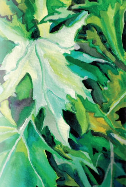 Asian Greens Seeds - Mizuna, ORGANIC - Sow True Seed
