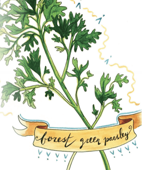 Parsley Seeds - Forest Green, ORGANIC - Sow True Seed