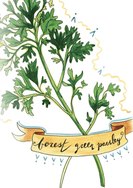 Parsley Seeds - Forest Green, ORGANIC - Sow True Seed