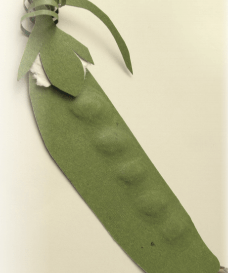 Snow Pea Seeds - Mammoth Melting Sugar, Organic - Sow True Seed