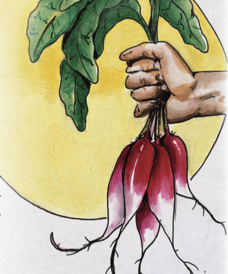 Radish Seeds - French Breakfast - Sow True Seed