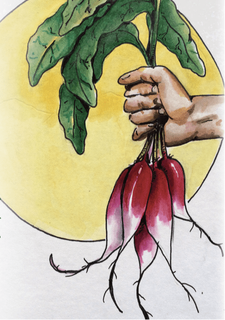 Radish Seeds - French Breakfast - Sow True Seed