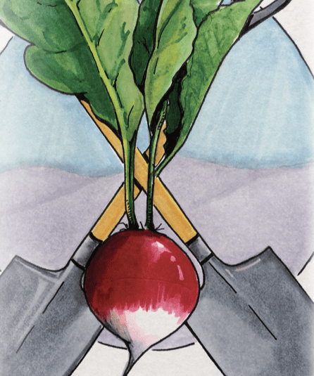 Radish Seeds- Sparkler, ORGANIC - Sow True Seed