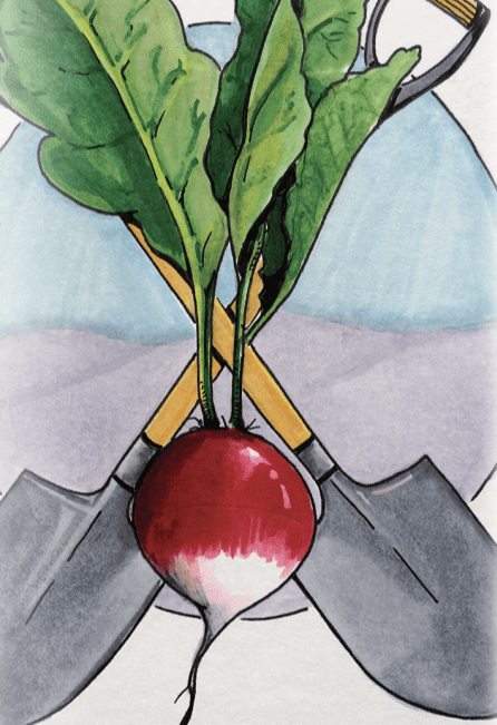 Radish Seeds- Sparkler, ORGANIC - Sow True Seed