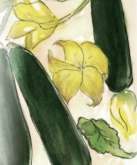 Summer Squash Seeds - Black Beauty Zucchini, ORGANIC - Sow True Seed